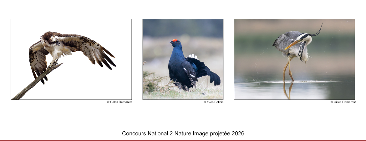 n2nip2026.jpg